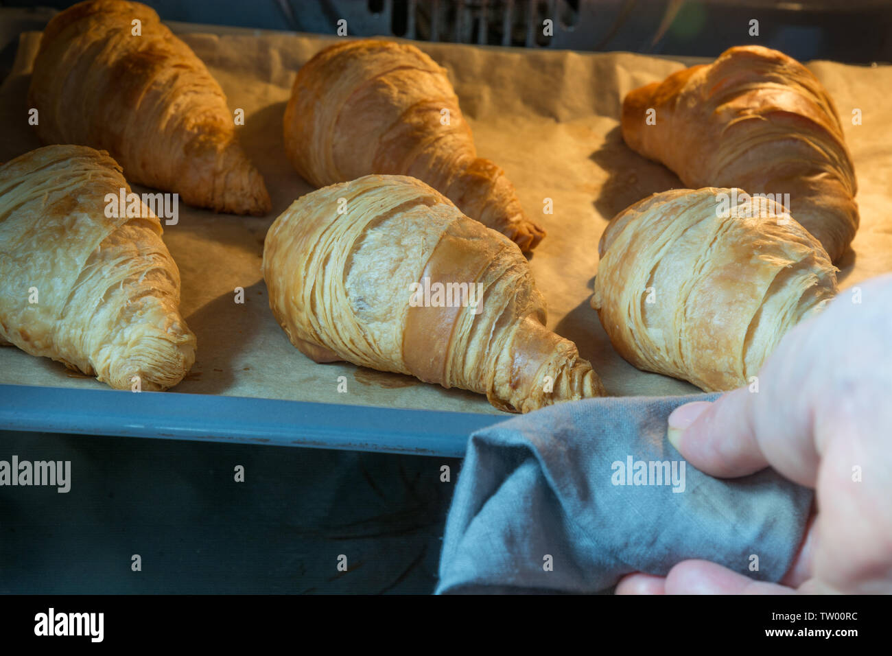 Fresh croissant fatti in casa sul vassoio di cottura in forno. Panetteria francese concetto. Specialista culinaria Controlli la disponibilità di cottura. Foto Stock
