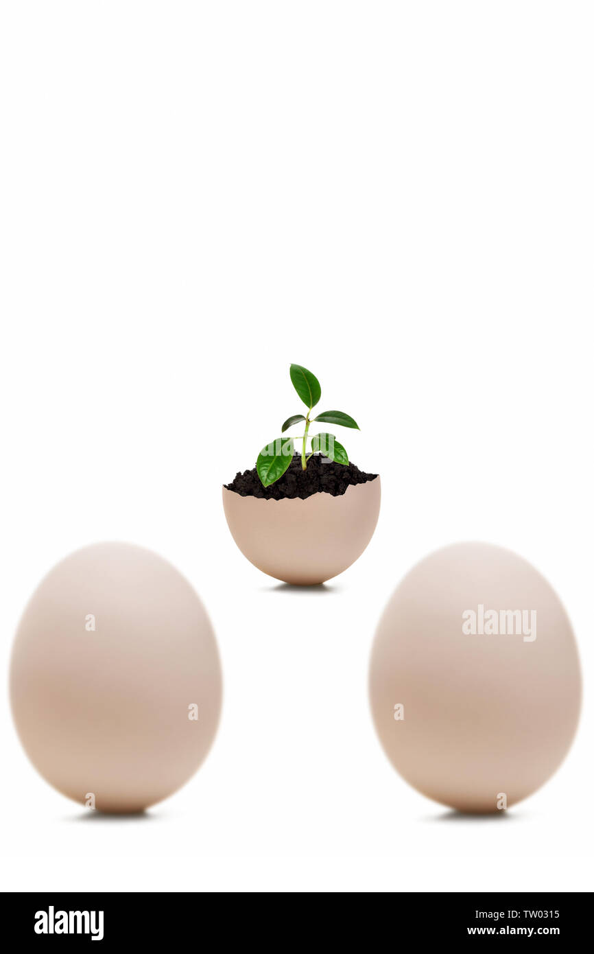 Piantina che cresce un uovo Foto Stock