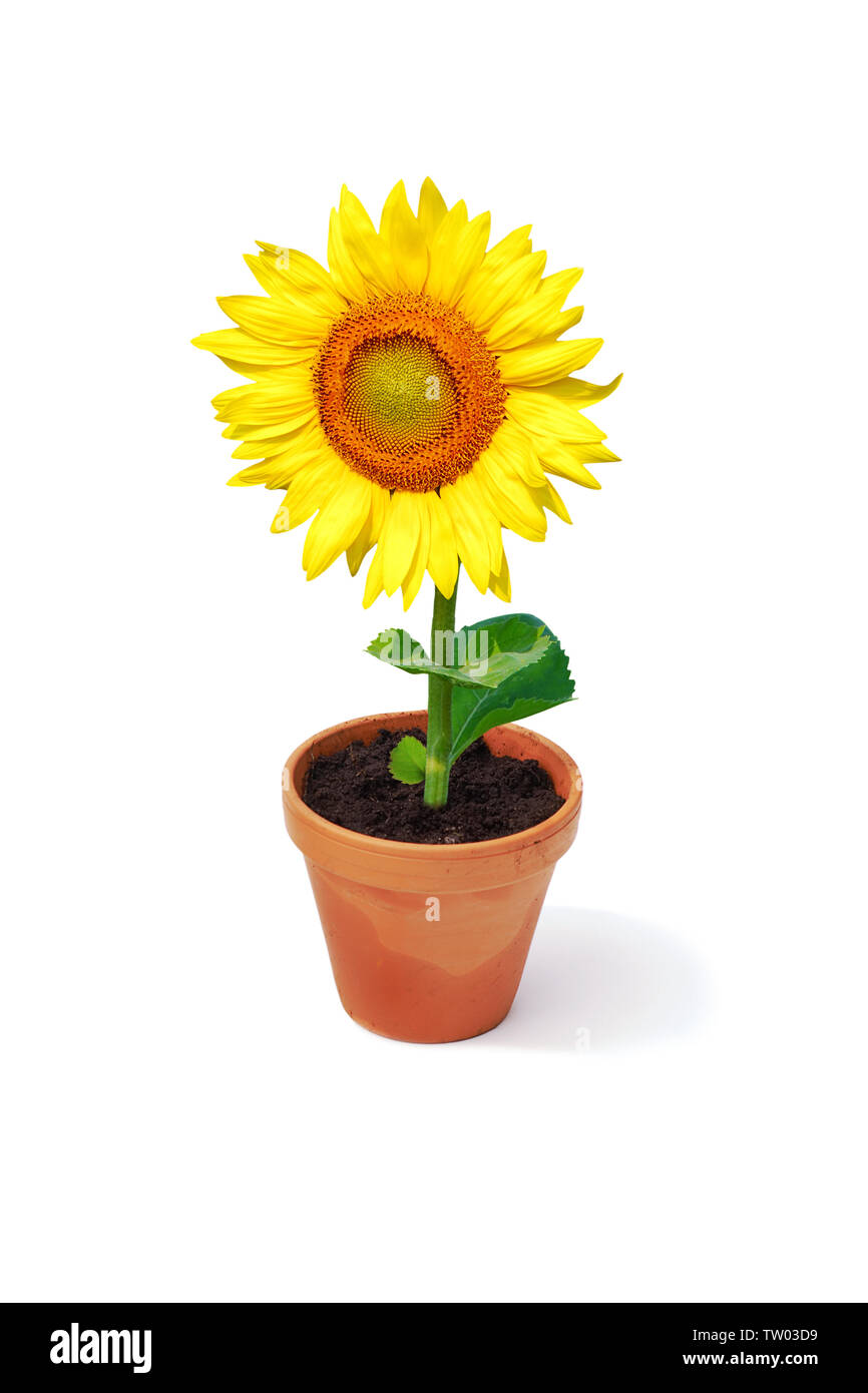 Girasole (Helianthus Annuus) in una pentola Foto Stock