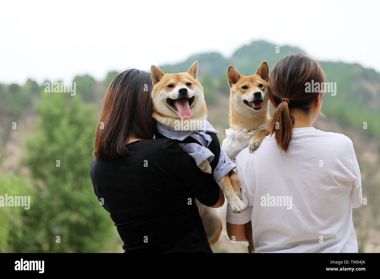 Carino firedog. Foto Stock