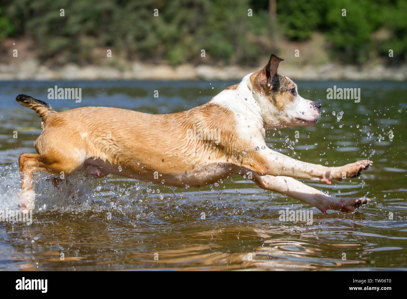 L'American Pit Bull Terrier cucciolo saltando in acqua Foto Stock