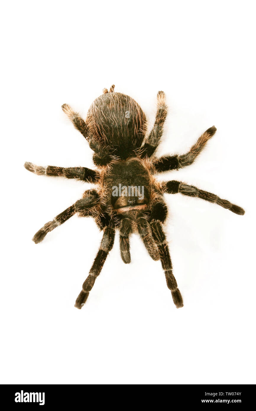 Close up di un ragno Foto Stock