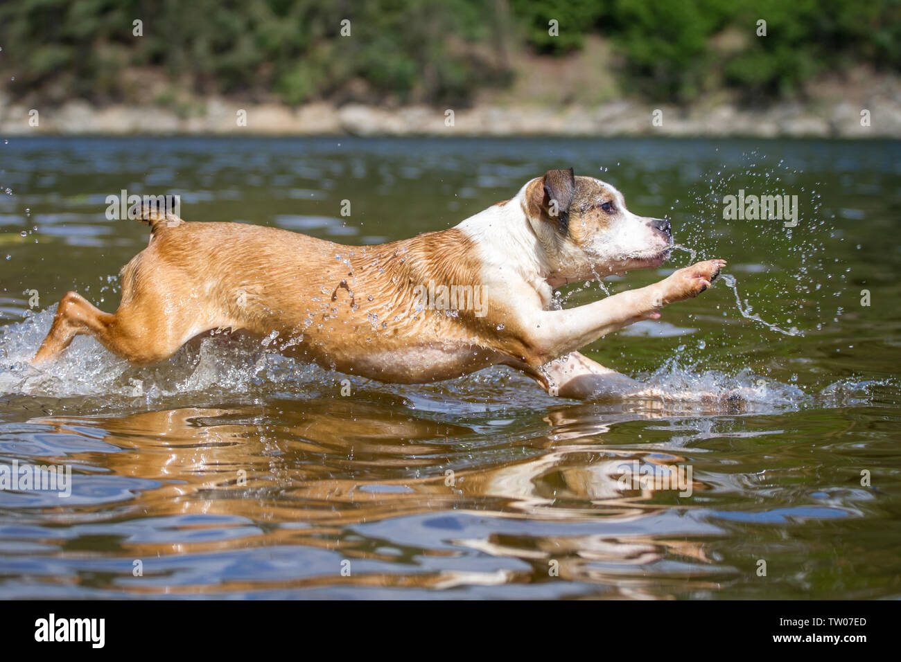 L'American Pit Bull Terrier cucciolo saltando in acqua Foto Stock