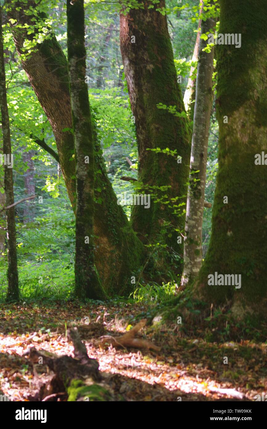 Paesaggio intimo di maturo di muschio tronchi di alberi in boschi Hembury su un tardo pomeriggio estati. Buckfastleigh, Dartmoor Devon, Regno Unito. Foto Stock