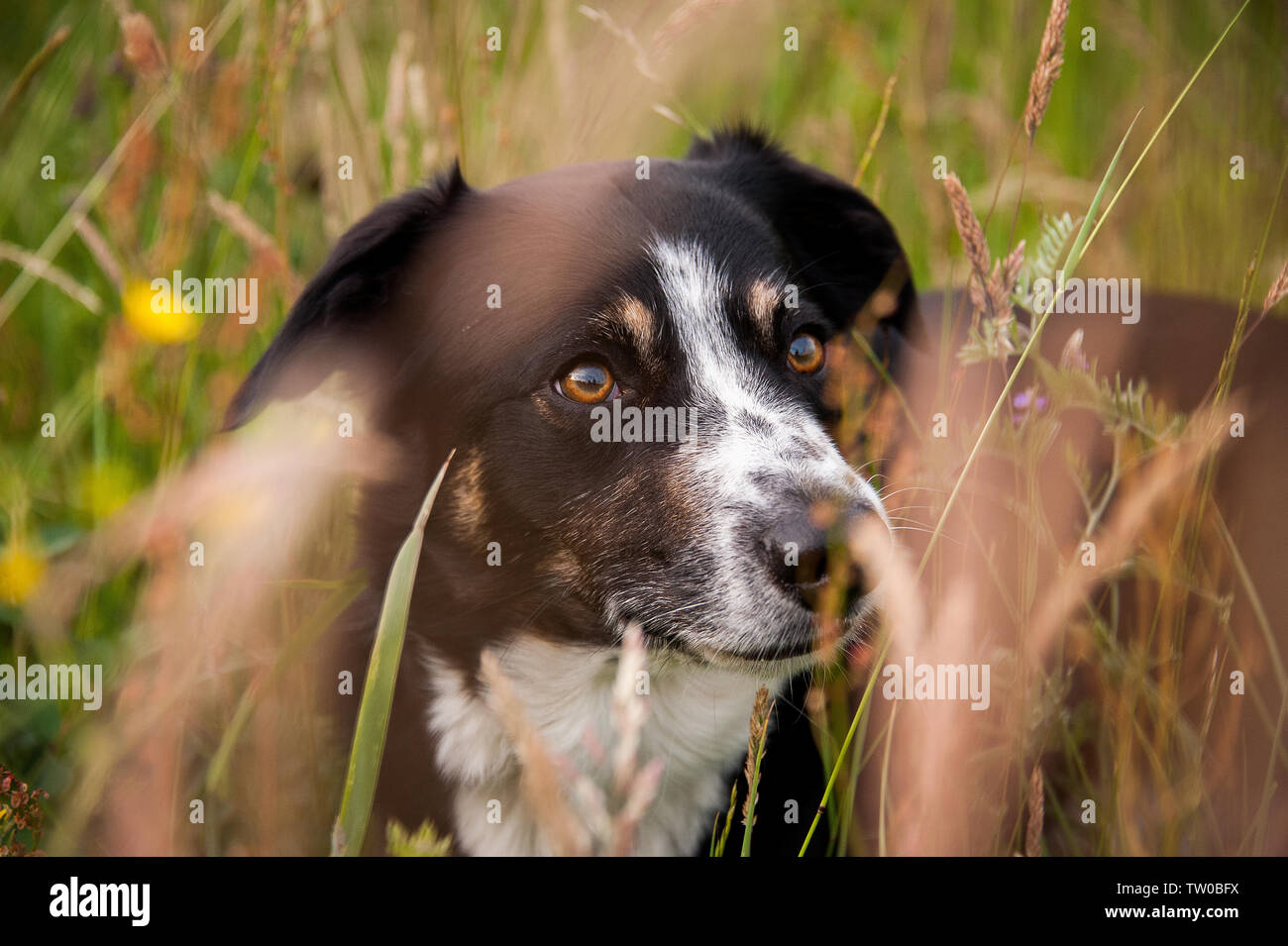 Tri-color Border Collie nascondendo in erba Foto Stock
