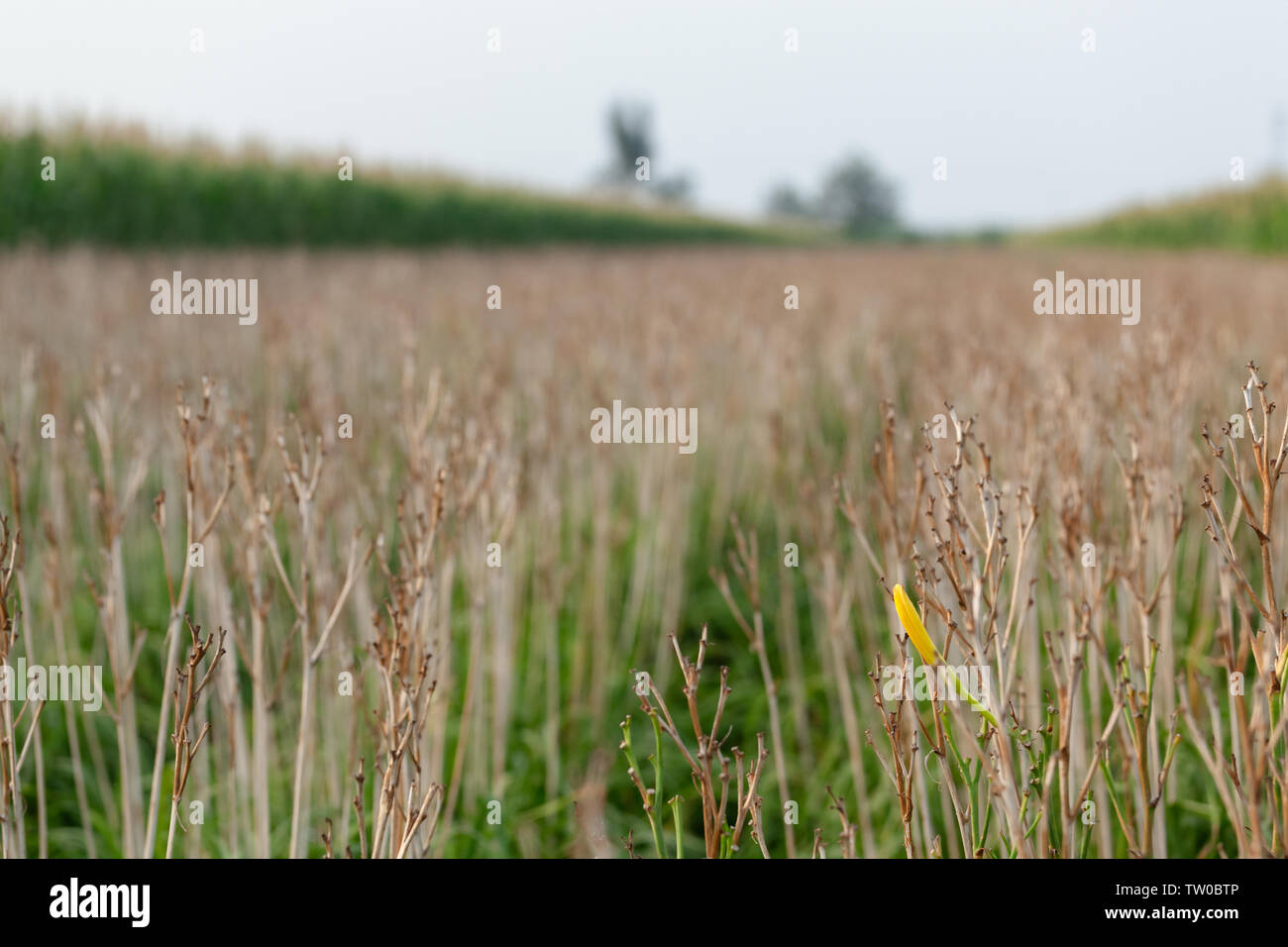 Il campo di raccolta (cavolfiore smemorati erba) Foto Stock