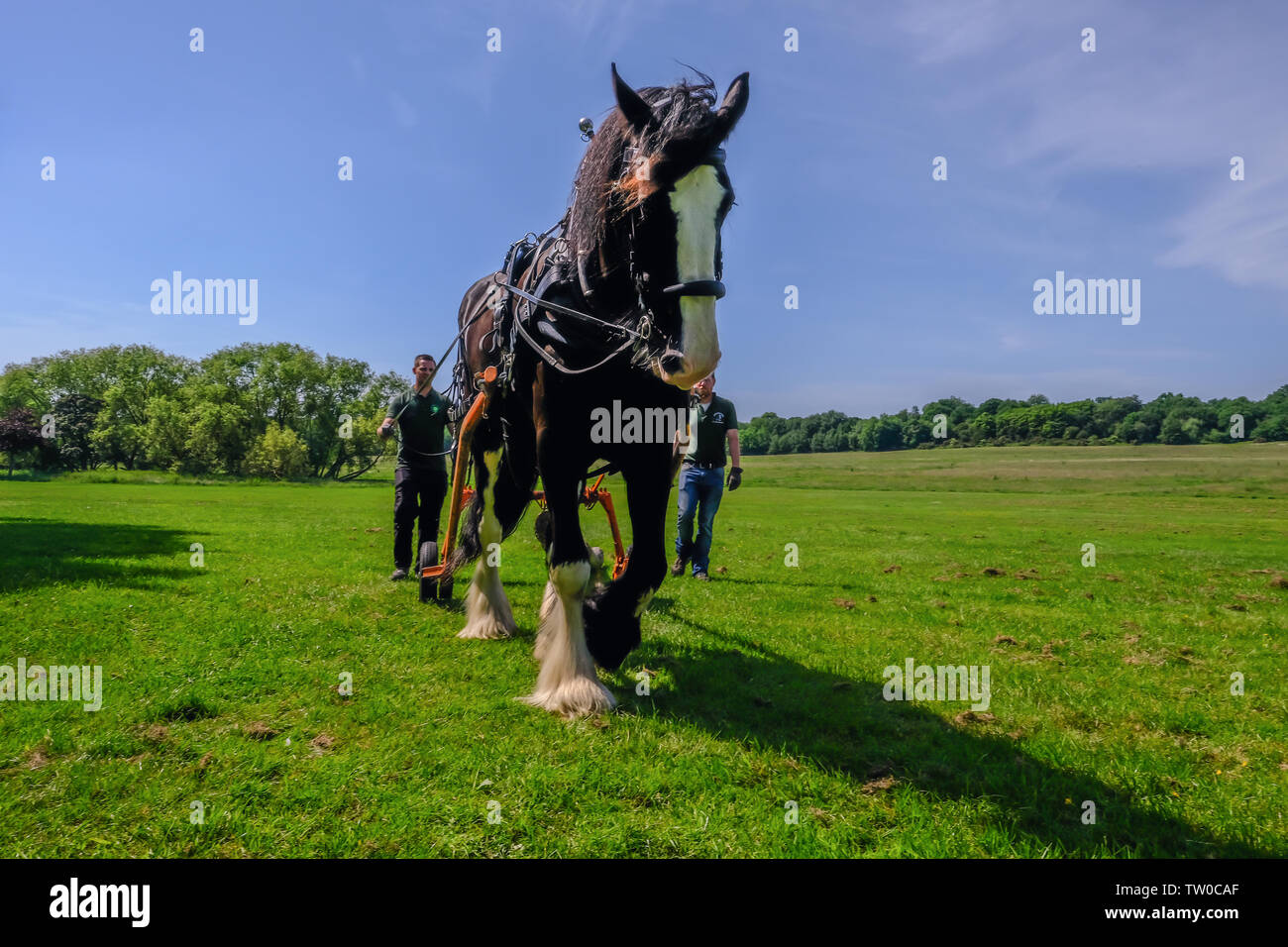 Hainault Country Park, Essex, Regno Unito - 6 Giugno 2018: Shire horse registrazione con gli uomini che lo seguono, esercitazione. Foto Stock