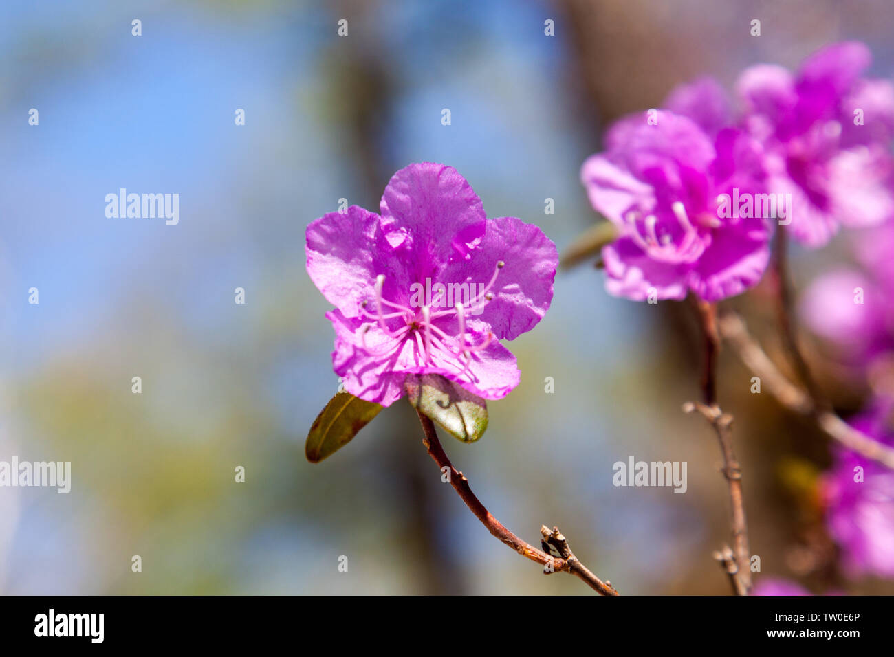 Alshan rododendro Foto Stock