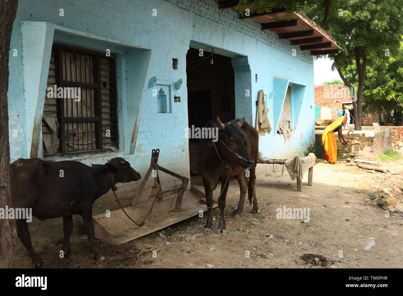 La donna il prelievo di acqua da una pompa di acqua, India Foto Stock