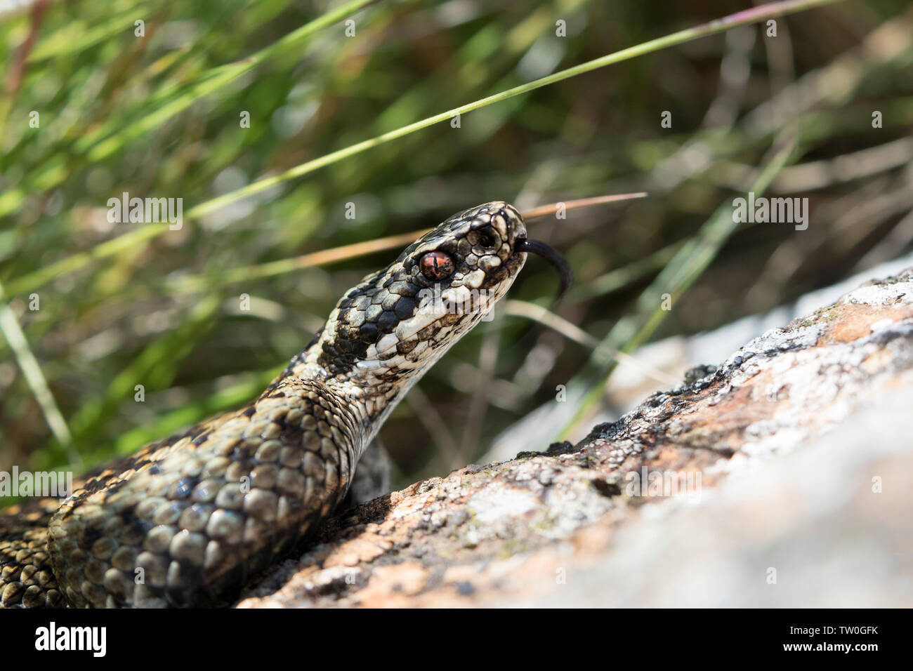 Il sommatore (Vipera berus) Rilevamento con linguetta, North Pennines, Teesdale, County Durham, Regno Unito Foto Stock