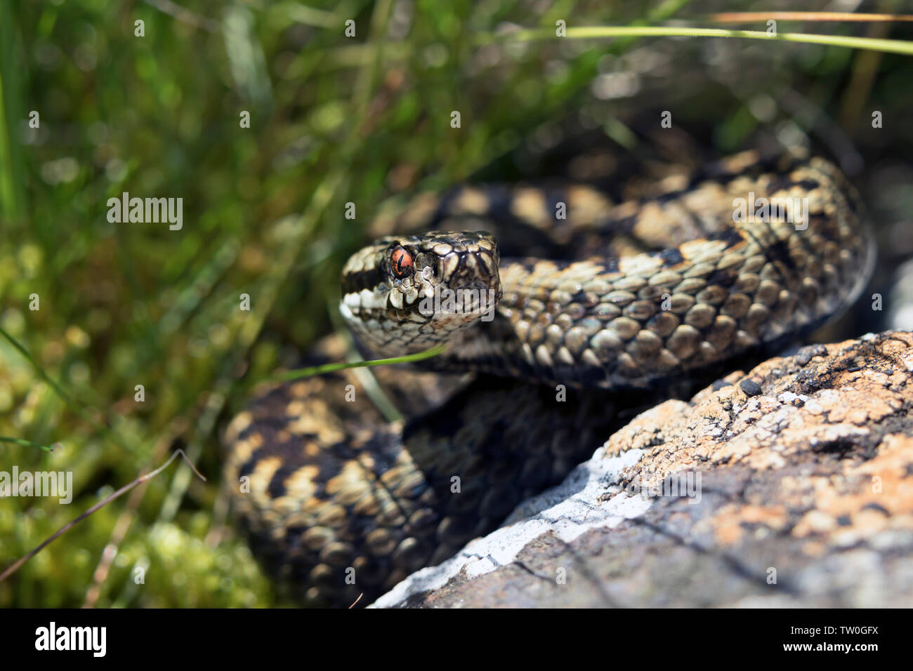 Il sommatore (Vipera berus) nella brughiera Habitat, North Pennines, Teesdale, County Durham, Regno Unito Foto Stock