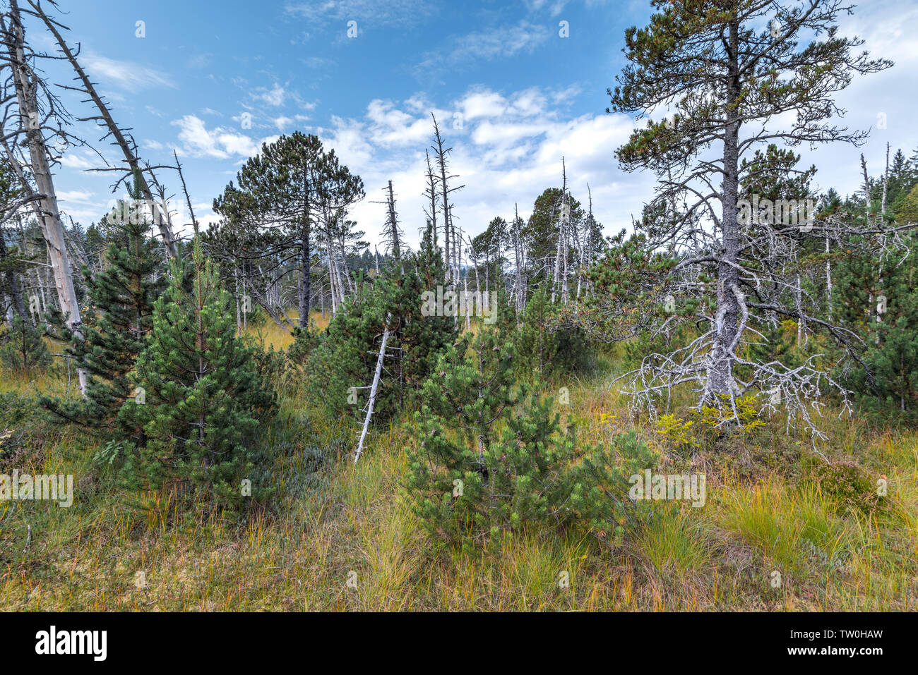Sollevate le torbiere di Hinterzarten, Germania, Sud del Parco Naturale della Foresta Nera, una natura intatta Foto Stock