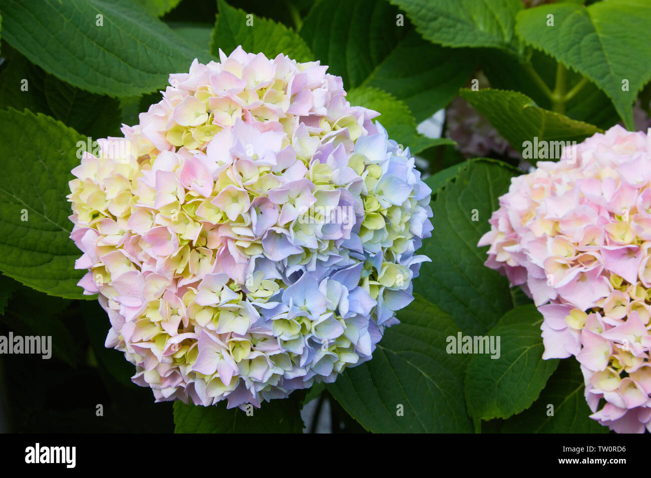 Rosa, blu, lilla, violetto, porpora Hydrangea fiore (Hydrangea macrophylla) che fiorisce in primavera e in estate in giardino. Hydrangea macrophylla Foto Stock