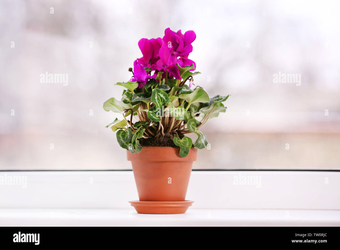 Bella ciclamino pianta in vaso sul davanzale Foto Stock