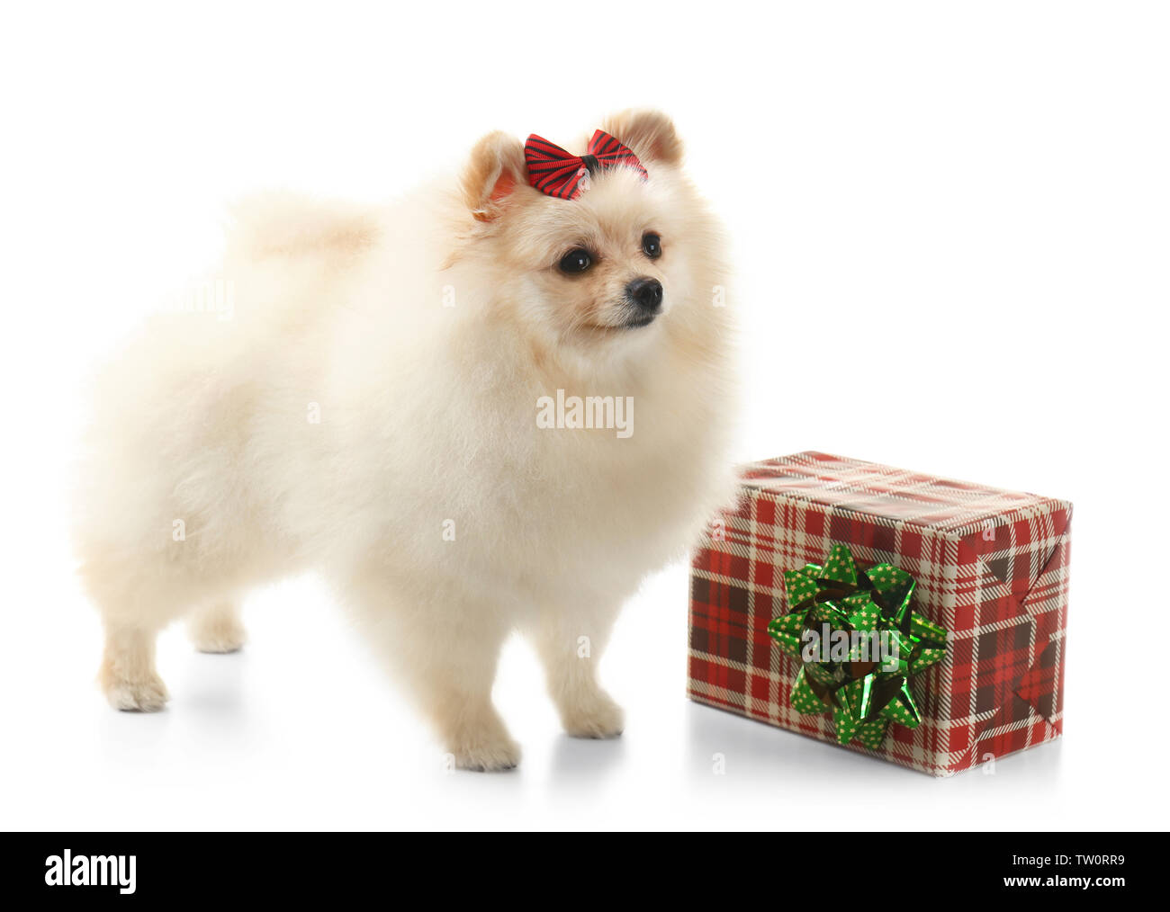 Pomerania Spitz Cane con confezione regalo su sfondo bianco Foto stock -  Alamy