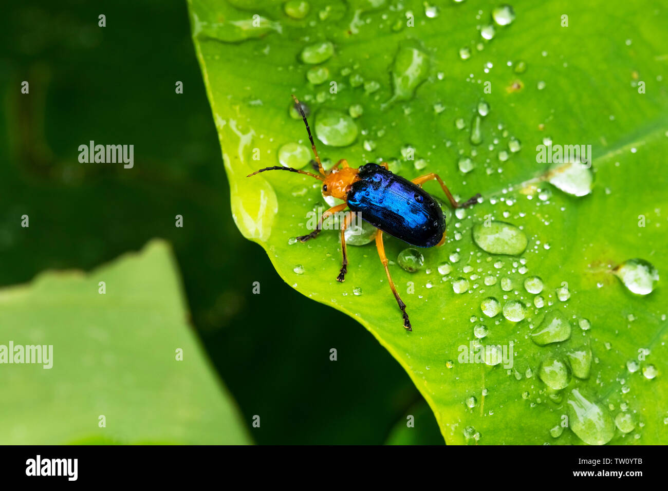 Coleotteri su una foglia Calomela è un genere di coleotteri comunemente denominato leaf coleotteri e nella famiglia Chrysomelidae. Pokhara Nepal Foto Stock