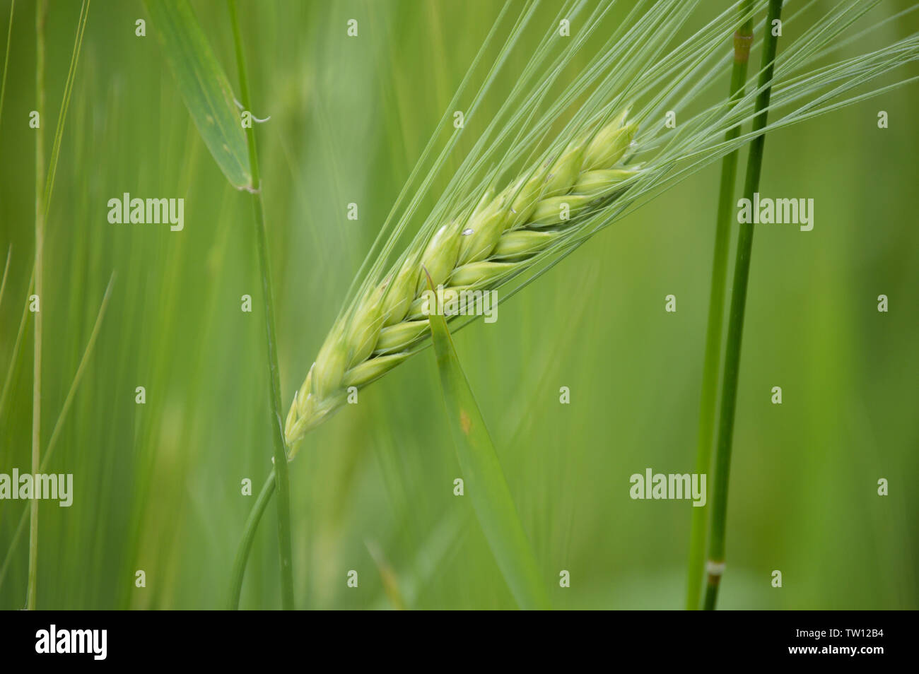 Orecchio di frumento, fotografia macro nel campo di grano Foto Stock