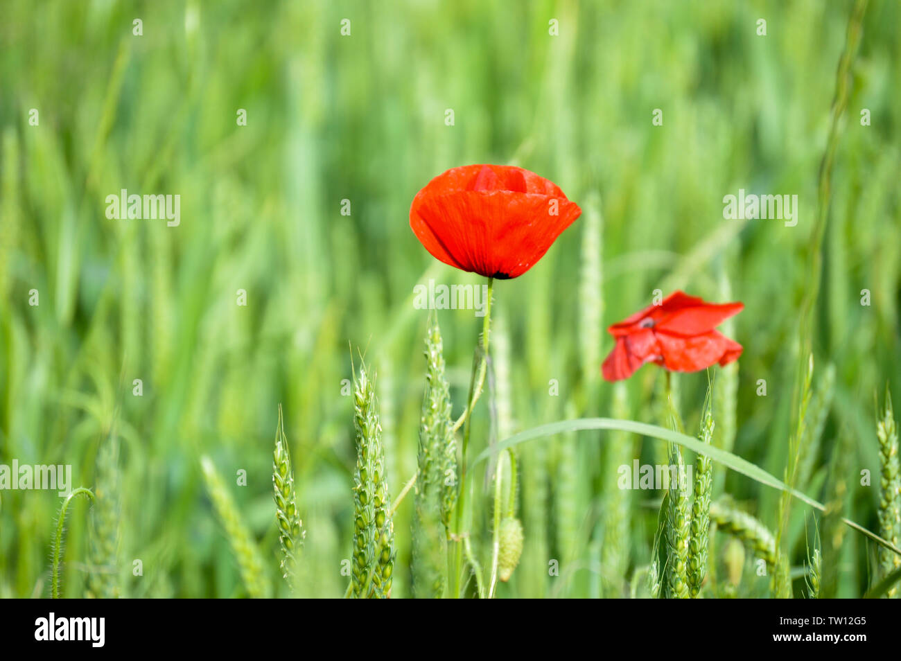 Il papavero fiori nel campo di grano Foto Stock