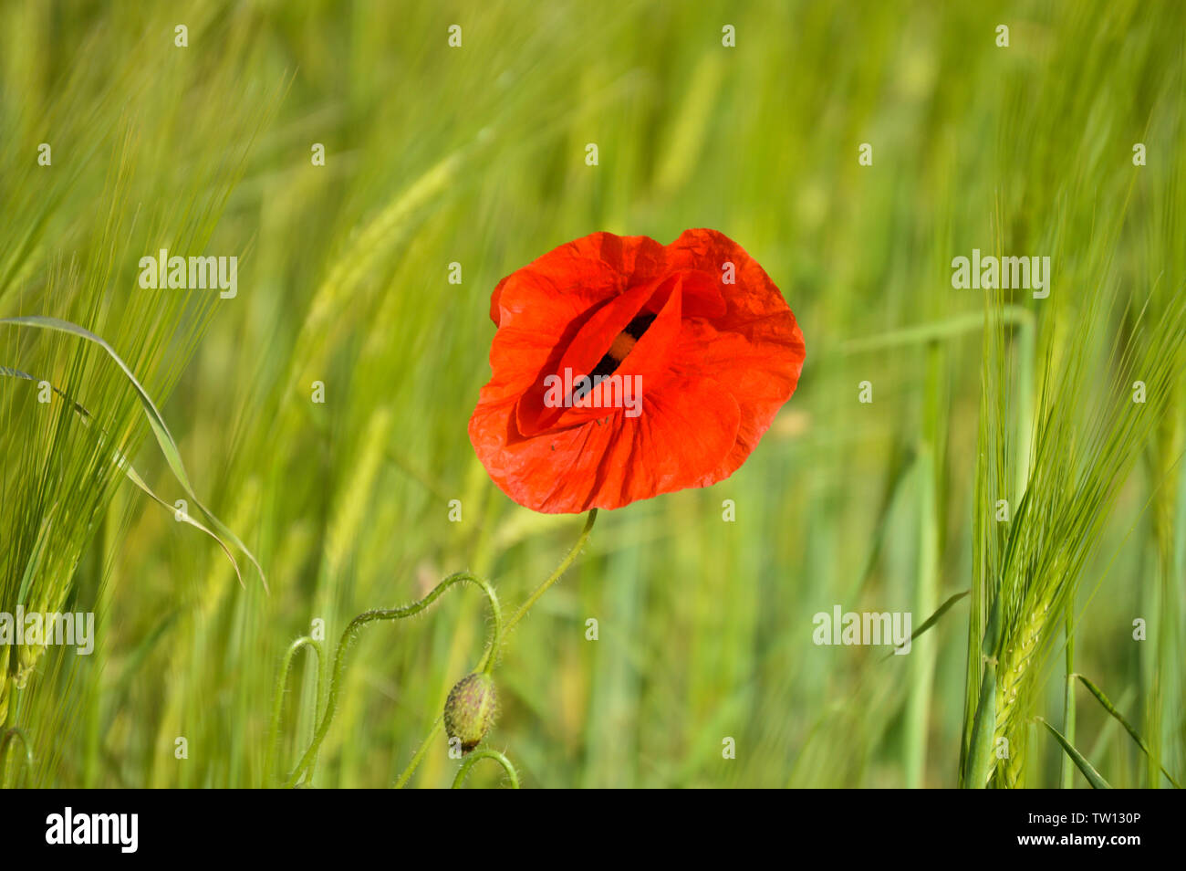 Fiore di papavero isolato sul campo di grano Foto Stock
