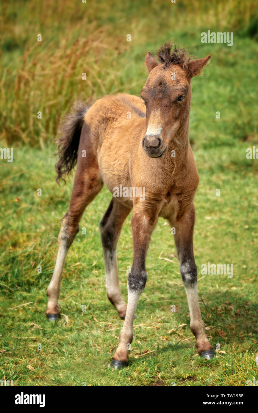 Carino Dartmoor Pony giovane puledro in piedi Foto Stock