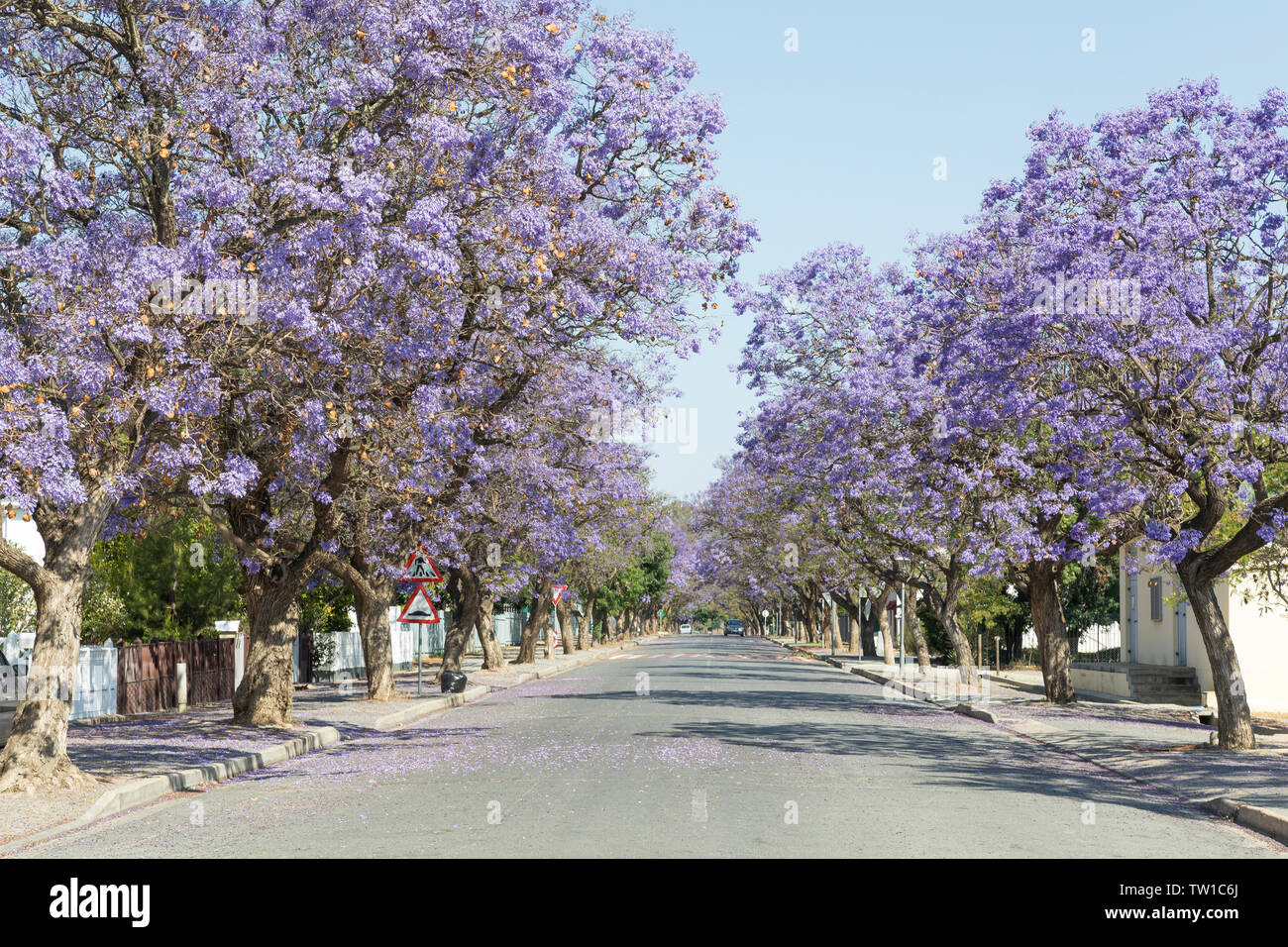Strada costeggiata con viola gli alberi di jacaranda (Jacaranda mimosifolia) a fioritura primaverile Robertson, Western Cape, Sud Africa Foto Stock