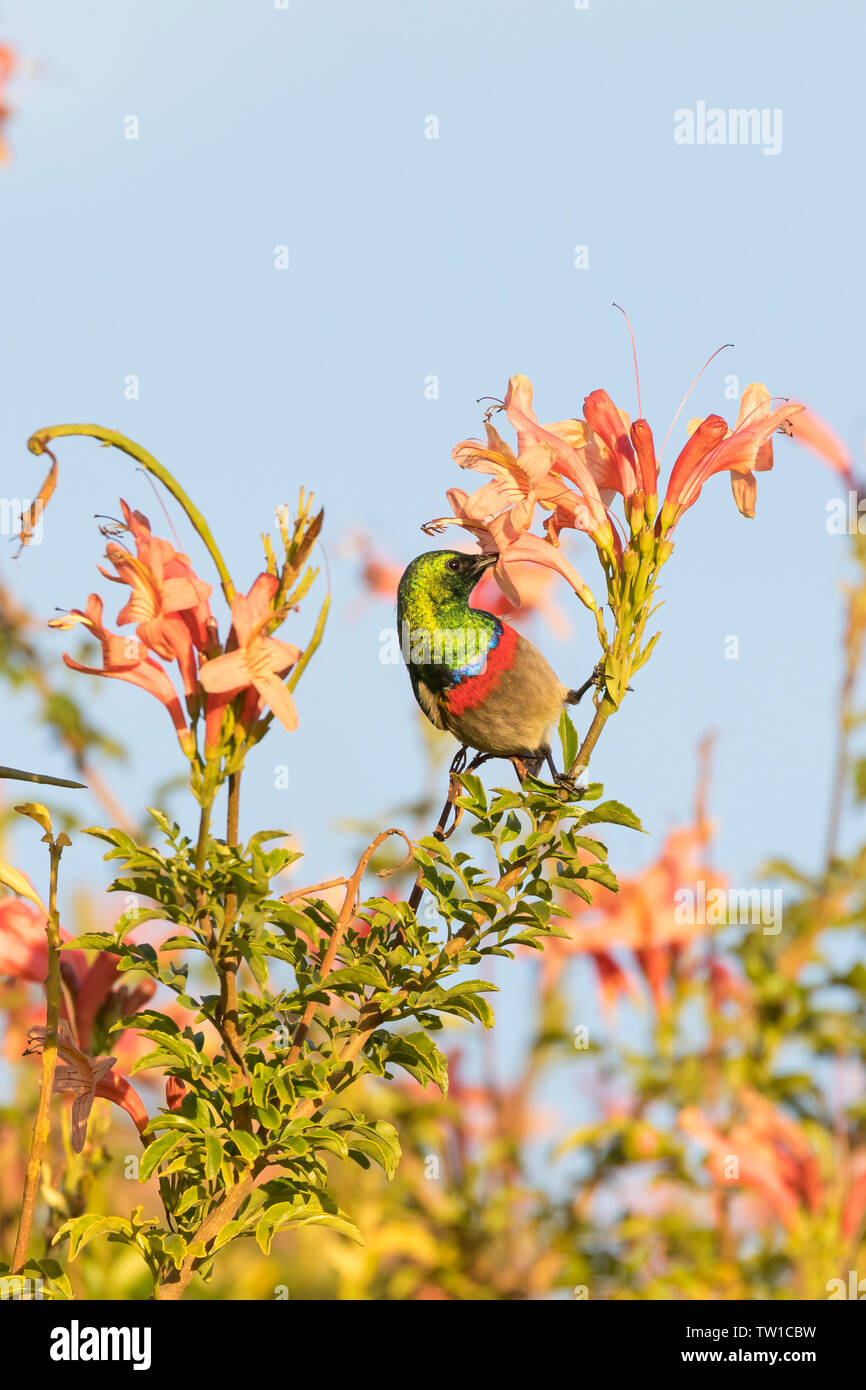 Southern doppio Sunbird collare (Cinnyris chalybeus) alimentazione maschio su nectar su Capo Caprifoglio (Tecomaria capensis), Foto Stock