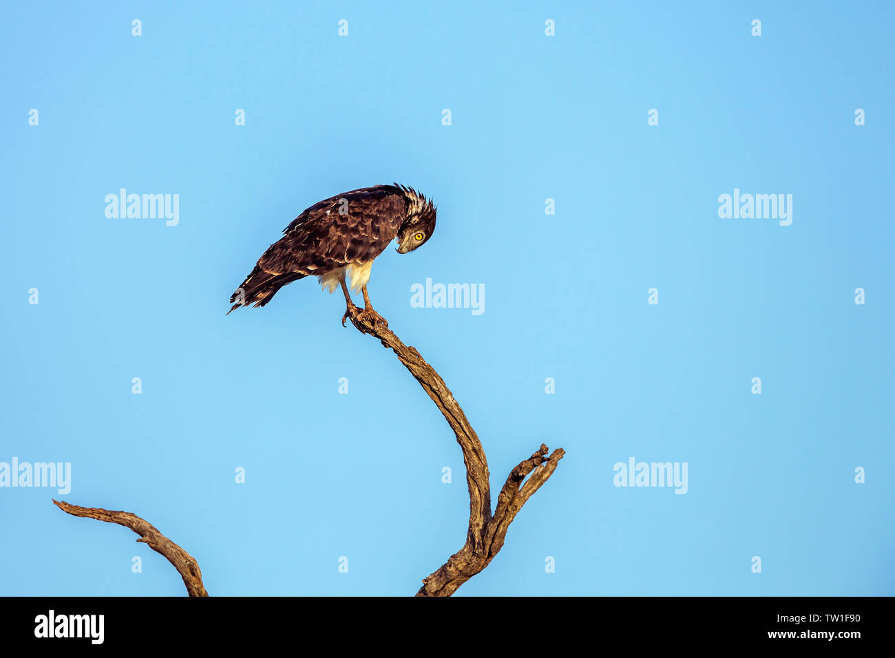 Nero-chested Snake-Eagle isolato nel cielo blu nel Parco Nazionale di Kruger, Sud Africa ; Specie Circaetus pettorale della famiglia Accipitridae Foto Stock