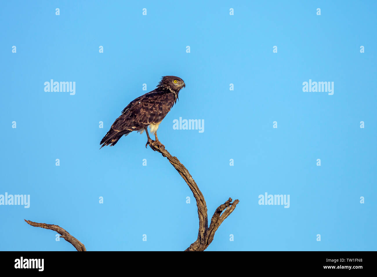 Nero-chested Snake-Eagle isolato nel cielo blu nel Parco Nazionale di Kruger, Sud Africa ; Specie Circaetus pettorale della famiglia Accipitridae Foto Stock