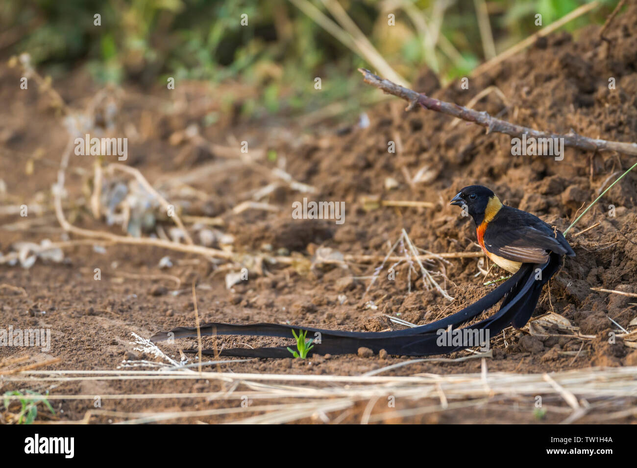 Paradise-Whydah orientale sul terreno nel parco nazionale di Kruger, Sud Africa ; Specie Vidua paradisaea famiglia di Viduidae Foto Stock