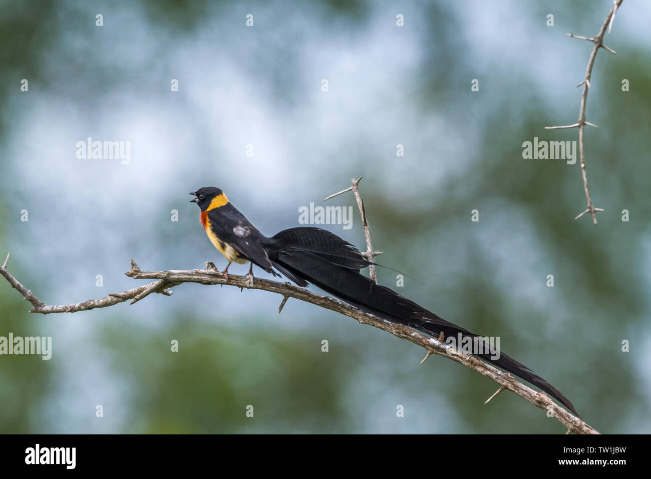 Paradise-Whydah orientale nel Parco Nazionale di Kruger, Sud Africa ; Specie Vidua paradisaea famiglia di Viduidae Foto Stock