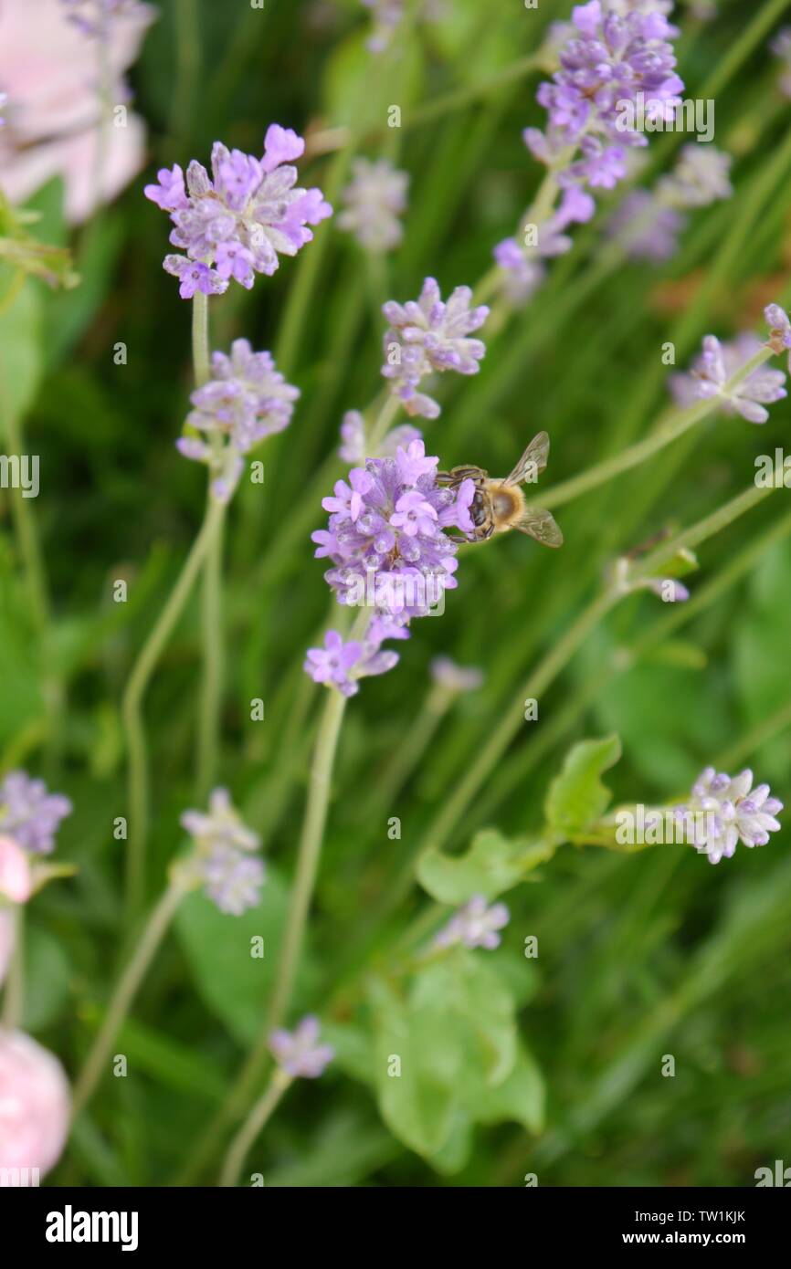 Honeybee su una levetta di lavanda. Foto Stock