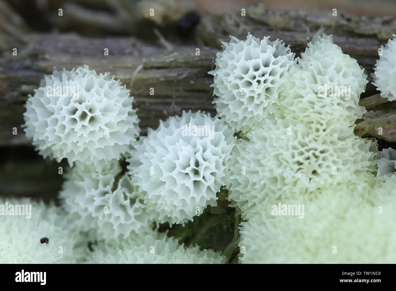 Ceratiomyxa fruticulosa var. porioides, corallo bianco slime stampo Foto Stock