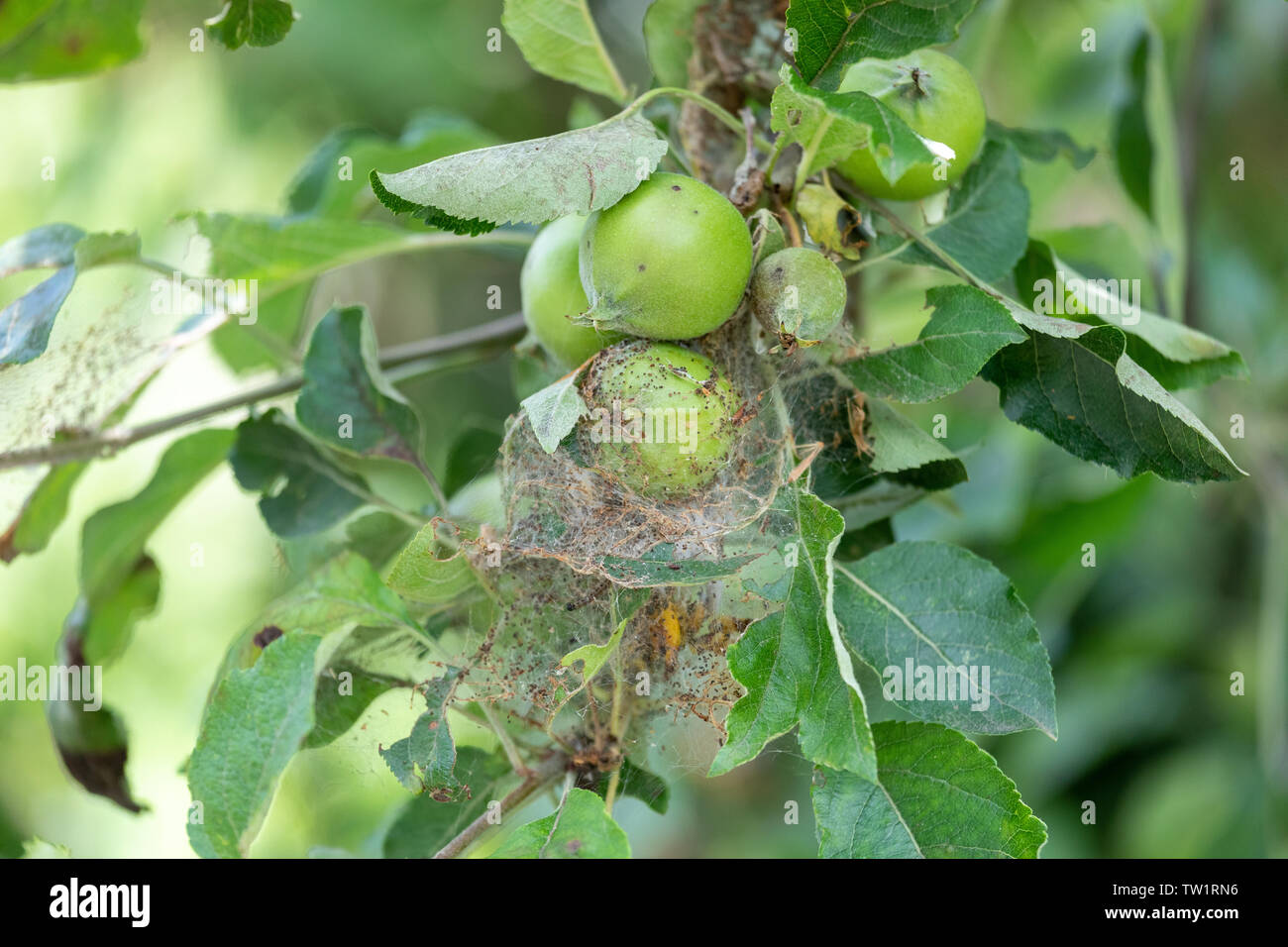 Caterpillar nido su un albero di mele Foto Stock