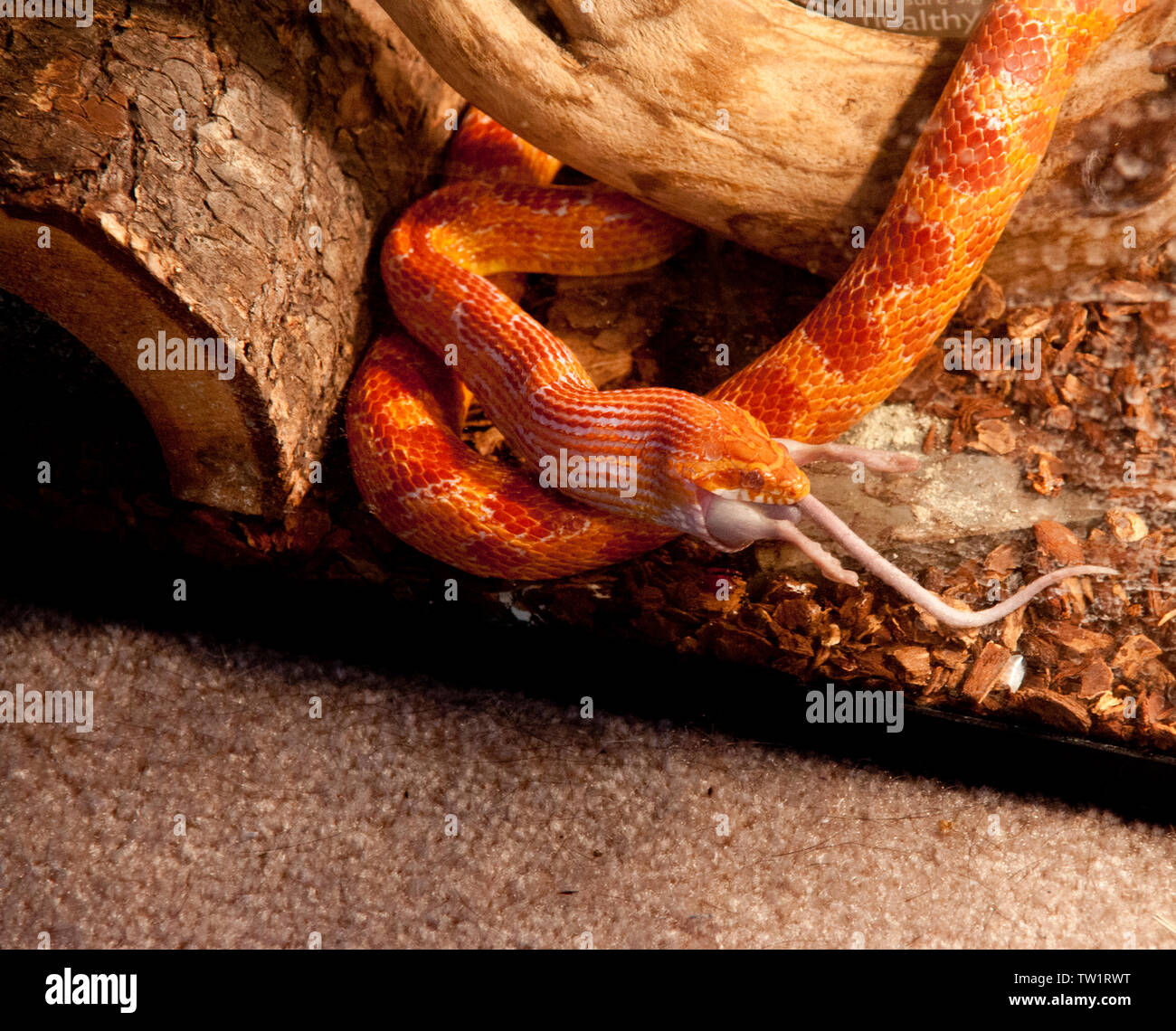 Il mais serpente mangiare un mouse Foto Stock