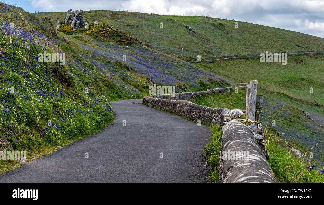 Sud Ovest sentiero costiero, il punto di inizio, Bluebells in primavera, Devon Foto Stock