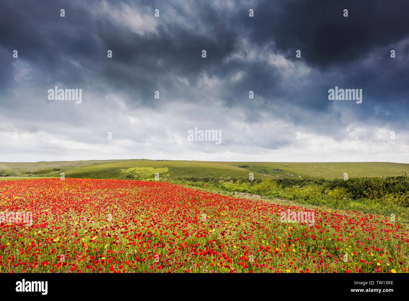 Infausto pioggia nuvole raccolta su un campo di papaveri comune Papaver rhoeas e mais Le calendule Glebionis segetum cresce su West pentire a Newquay in Foto Stock