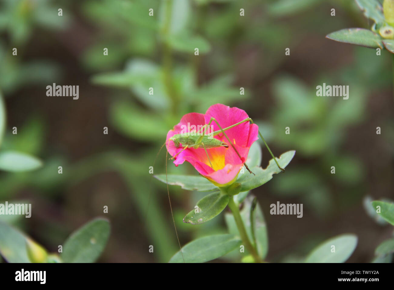 Grasshopper che perching su un fiore, India Foto Stock