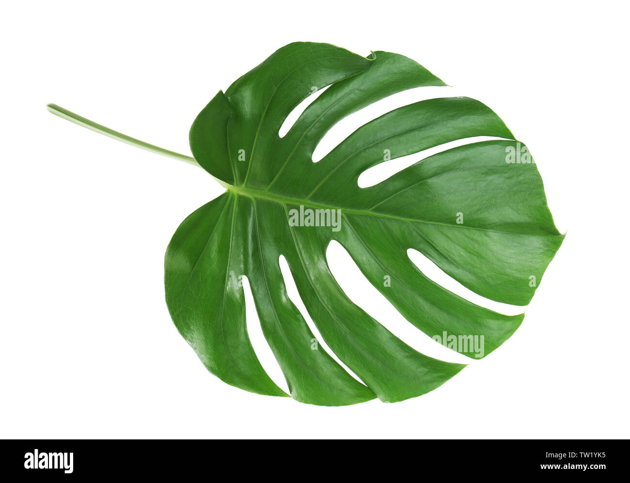 Foglia di monstera, isolato su bianco Foto Stock