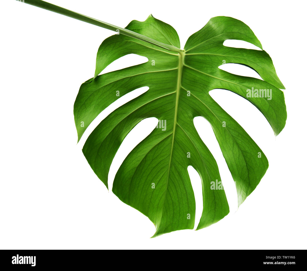 Foglia di monstera, isolato su bianco Foto Stock