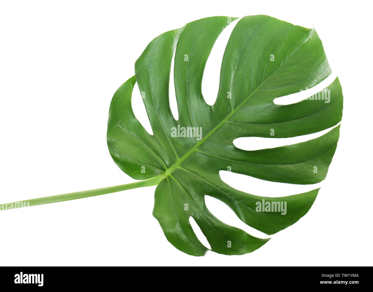 Foglia di monstera, isolato su bianco Foto Stock