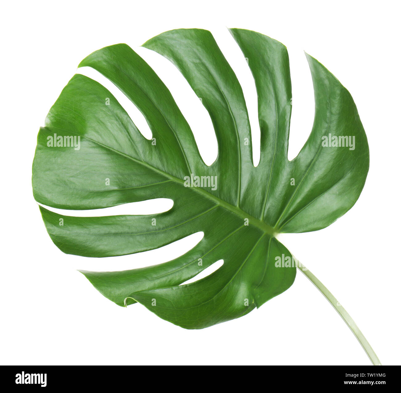 Foglia di monstera, isolato su bianco Foto Stock