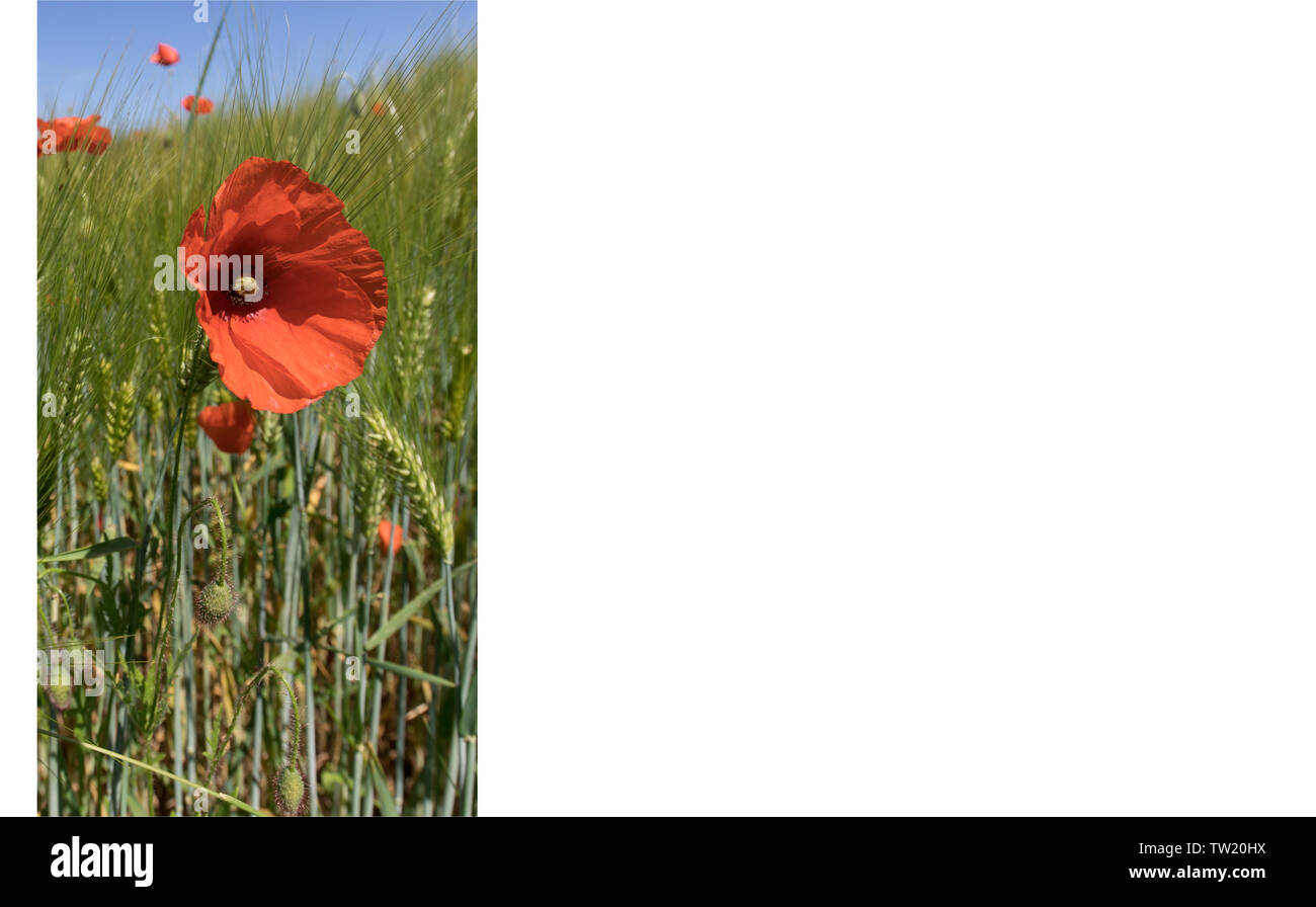 Papavero rosso blossom in verde barleyfield Foto Stock