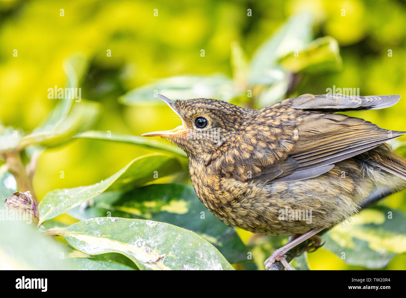 Solo recentemente sviluppato europeo giovanile robin (erithacus rubecula) arroccato con becco aperto in attesa di essere alimentate da principale Foto Stock