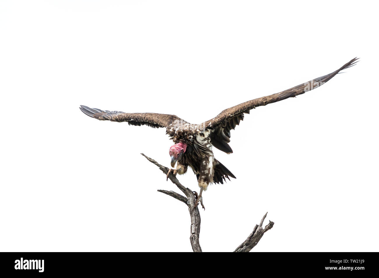 Falda di fronte Vulture ali spiegate isoalted in sfondo bianco nel Parco Nazionale di Kruger, Sud Africa ; Specie Torgos tracheliotos famiglia di Accipitri Foto Stock