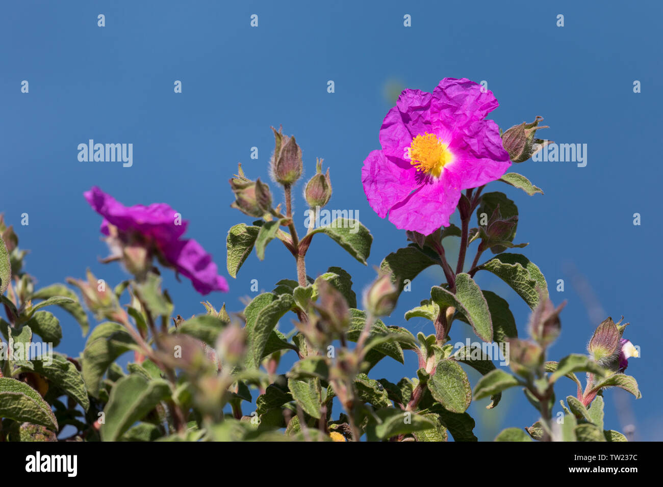 Zistrose Graubehaarte, Graubehaarte Cistrose, Kretische Zistrose, Cistrose, Zistrose, Cistus creticus, Cistus incanus e Cistus villosus, Rosa Rock-Rose Foto Stock