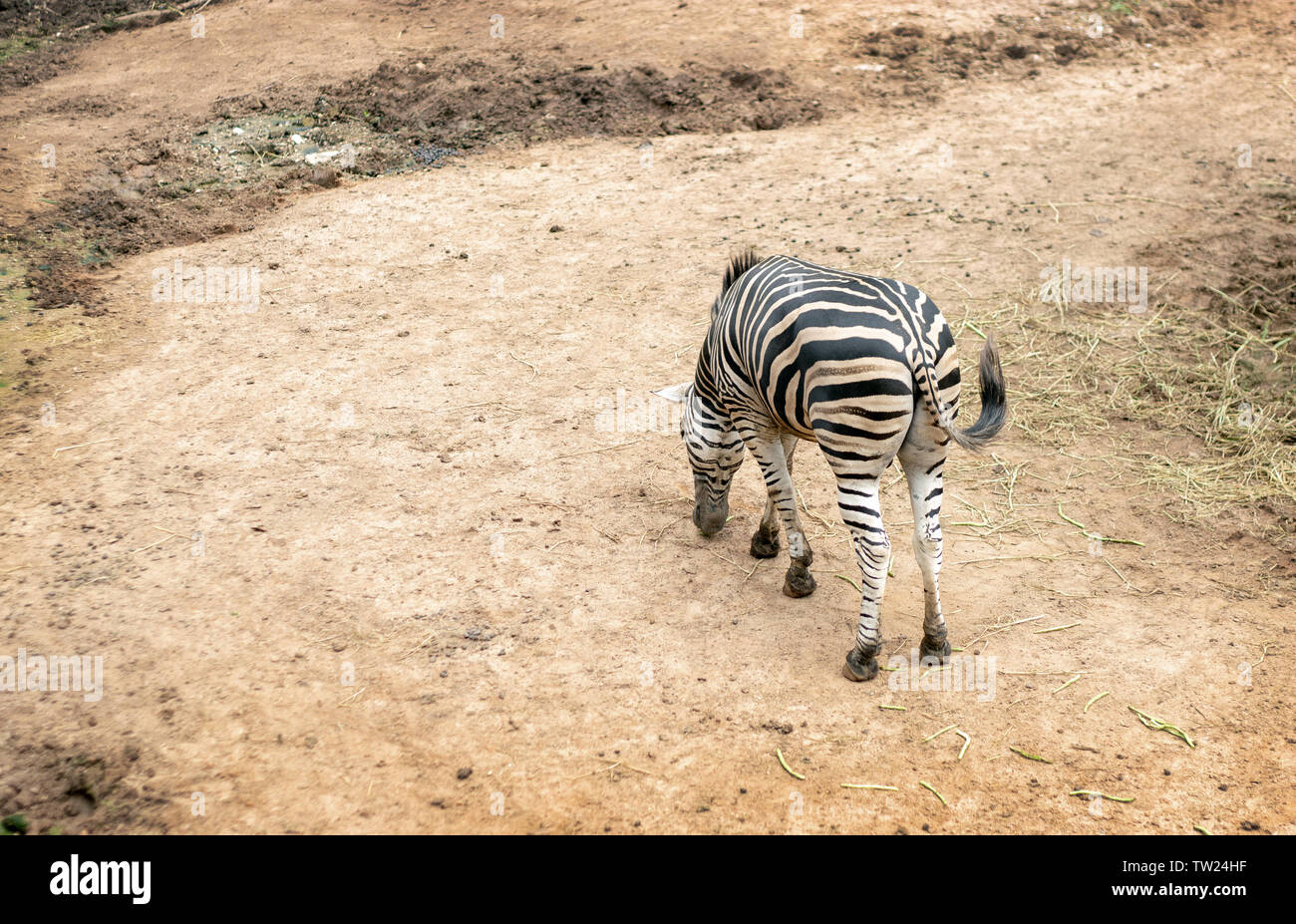 Zebra animale mammifero allo zoo fauna selvatica in natura Foto Stock