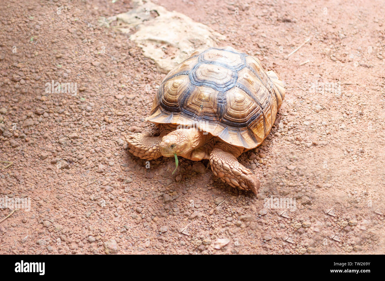 Sabbia gigante turtle mangiare erba verde su retile zoo Foto Stock