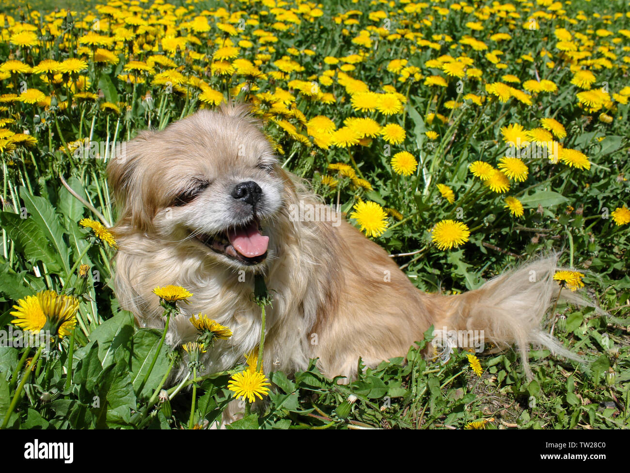 Poco doggy breed Pekingese nel parco sull'erba contro lo sfondo di fiori di tarassaco Foto Stock