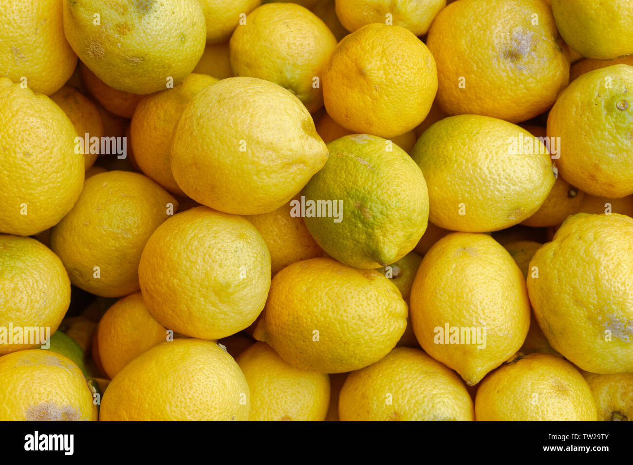 Limoni biologici Foto Stock