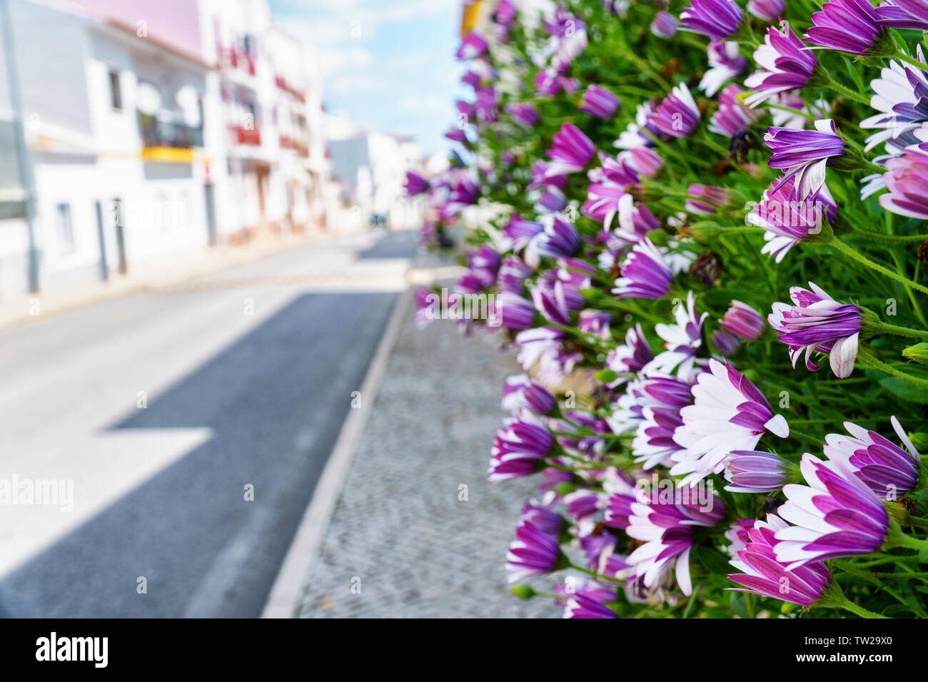 Vivacemente il mezzogiorno in fiore fiori (Aizoaceae) portano la strada giù per una strada mediterranea nel soleggiato - orientamento orizzontale, concentrarsi sui fiori in per Foto Stock